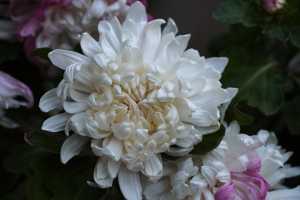 CHRYSANTHEMUM-24 (27)